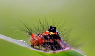 毛毛虫怎么变成蝴蝶 毛毛虫变成蝴蝶